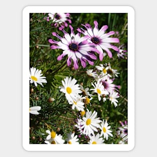 Daisy Flowers Pink and White Sticker